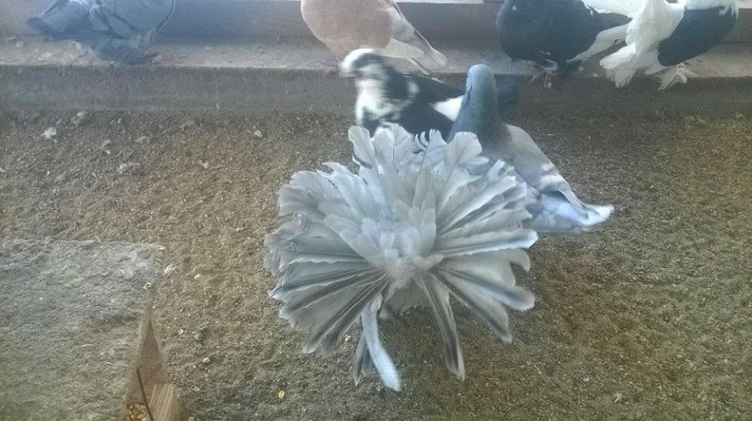  - Voltati indieni diferite culori matc             2017