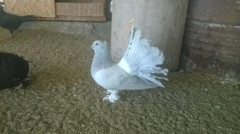  - Voltati indieni diferite culori matc             2017