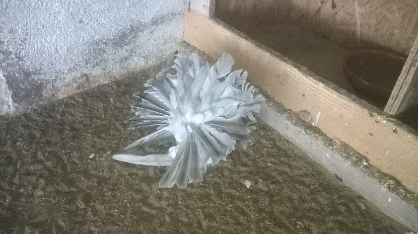  - Voltati indieni diferite culori matc             2017