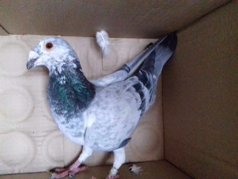 .Masc.2016. - VOIAJORI STIL VECHI SI ORNAMENT- PERECHI MATCA 2017-2018