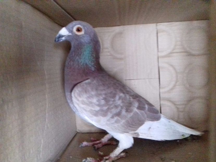 .Masc.2016. - VOIAJORI STIL VECHI SI ORNAMENT- PERECHI MATCA 2017-2018