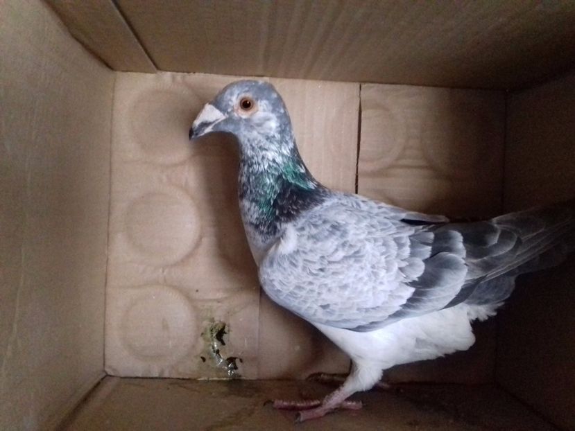 Fem.2016. - VOIAJORI STIL VECHI SI ORNAMENT- PERECHI MATCA 2017-2018