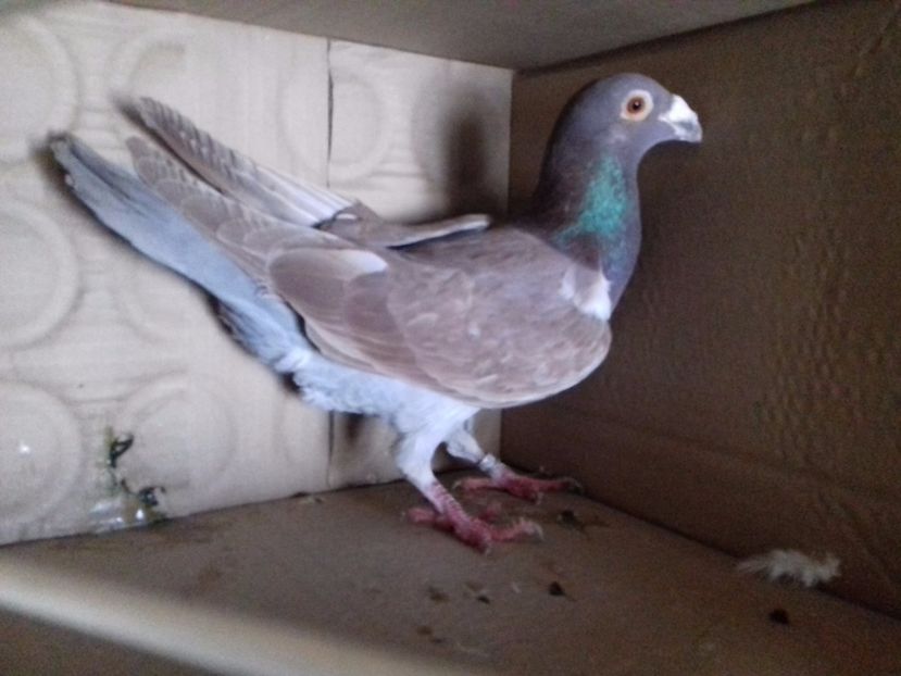 Fem...2016.. - VOIAJORI STIL VECHI SI ORNAMENT- PERECHI MATCA 2017-2018