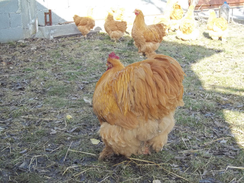 Cocos Cochinchina 2015 - Cochinchina urias galben - matca 2017