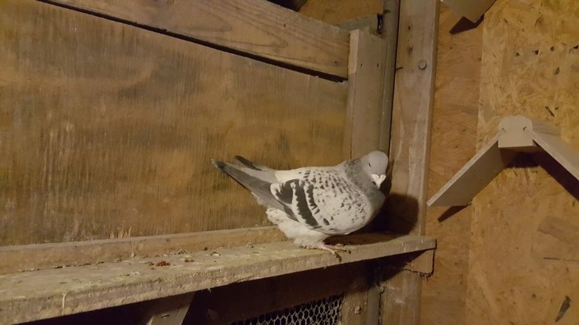 F2015 - Matca Femele 2017