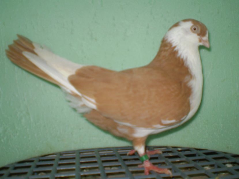 PA040154 - juc de galati fem 2013