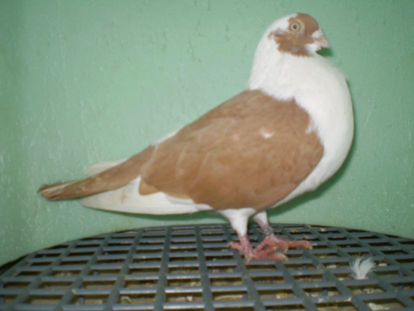 PA010107 - juc de galati masc 2013