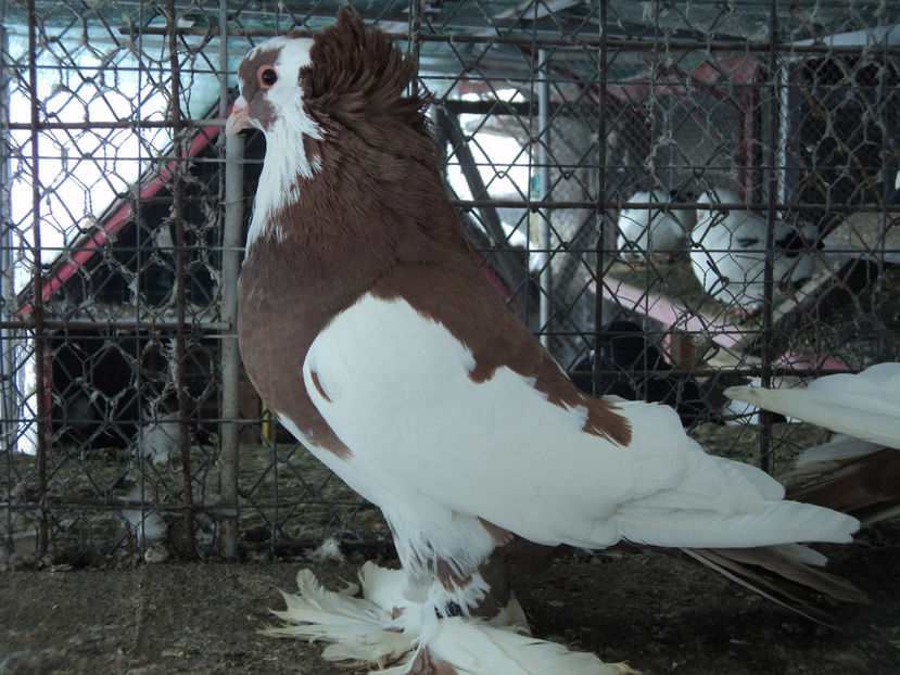 F.urias maghiar - altceva