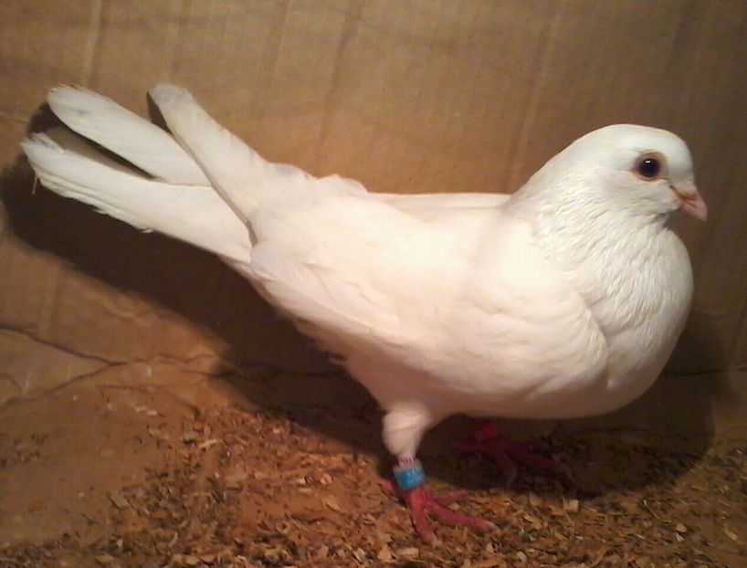 matca joc lung - Z-GALATENI CARE MI-AU APARTINUT