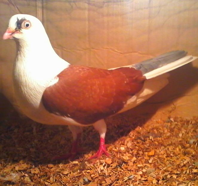 sorasa a cazut - Z-GALATENI CARE MI-AU APARTINUT