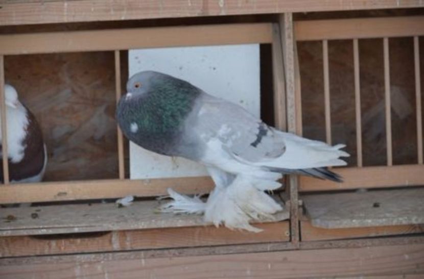 Fem.2016 - GUSATI DE POMERANIA