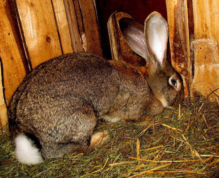  - Femela gri-Beverly