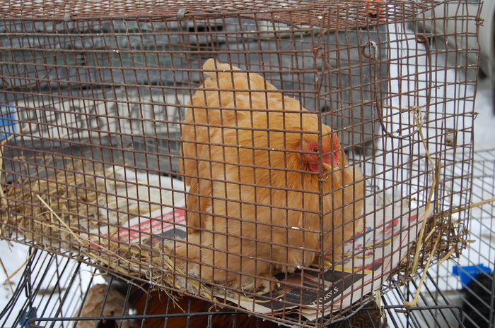  - 94 expo breaza 2010