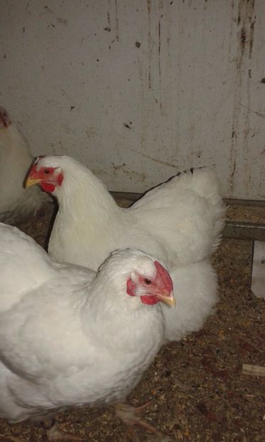  - Wyandotte alb 2017