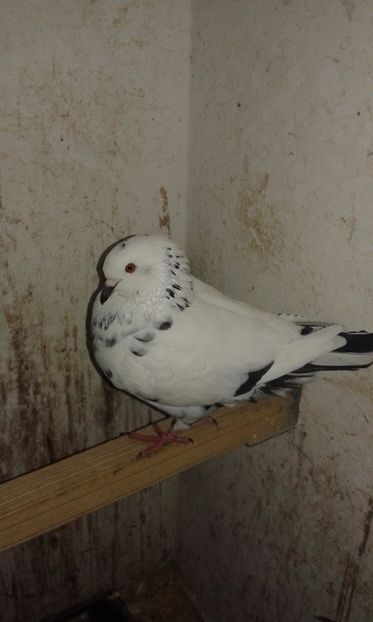  - Porumbei KING-2017