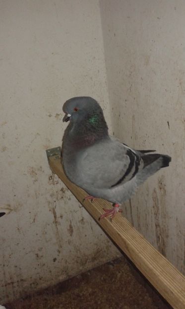  - Porumbei KING-2017