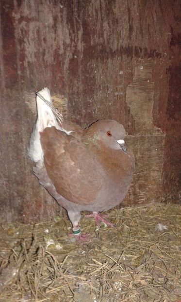  - Porumbei KING-2017