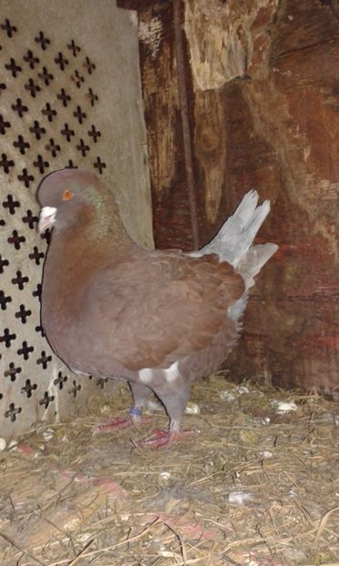  - Porumbei KING-2017