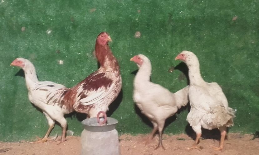  - ameraucana varietati  2016