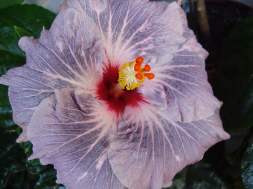  - Hibiscus Calm Ocean