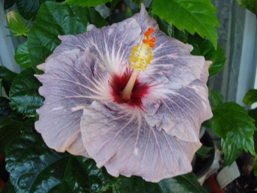  - Hibiscus Calm Ocean