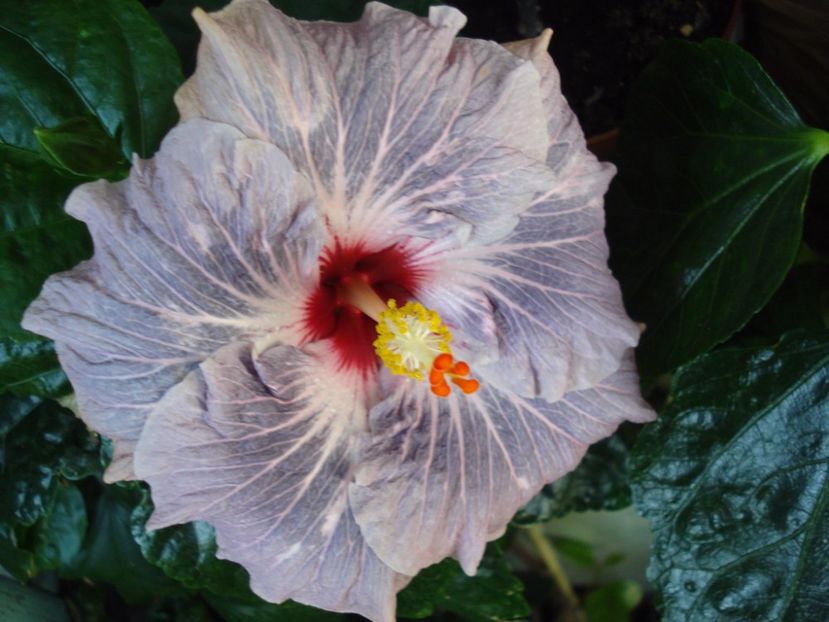  - Hibiscus Calm Ocean