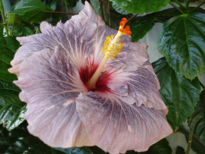  - Hibiscus Calm Ocean