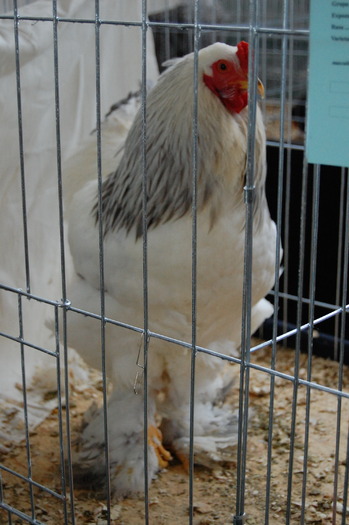  - 94 expo breaza 2010