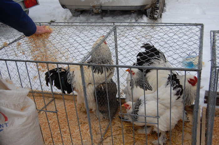  - 94 expo breaza 2010