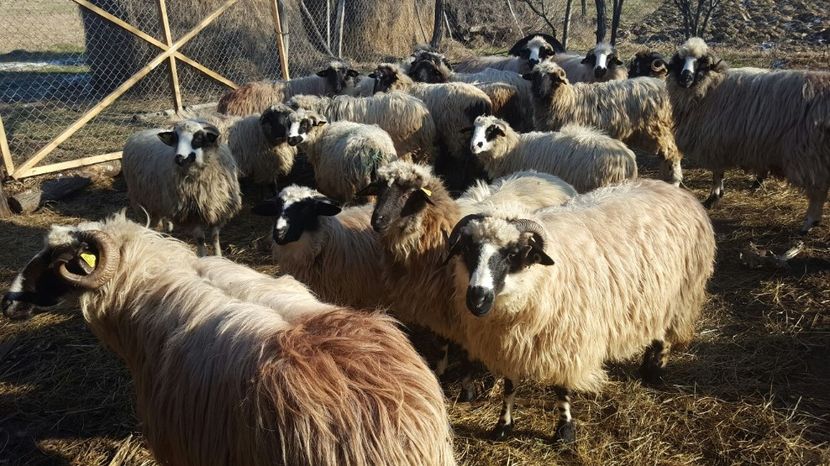 IMG-20170115-WA0016 - Oi breze