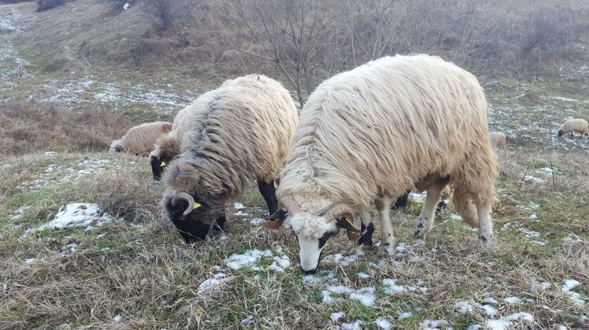 IMG-20170115-WA0034 - Oi breze