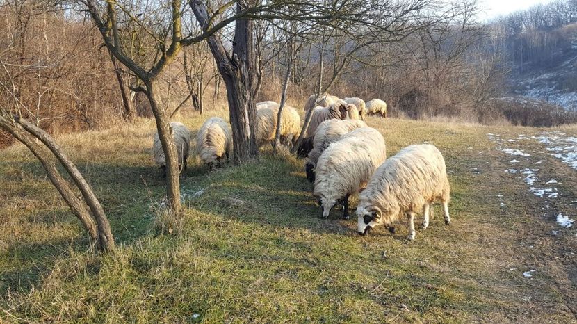 IMG-20170115-WA0060 - Oi breze