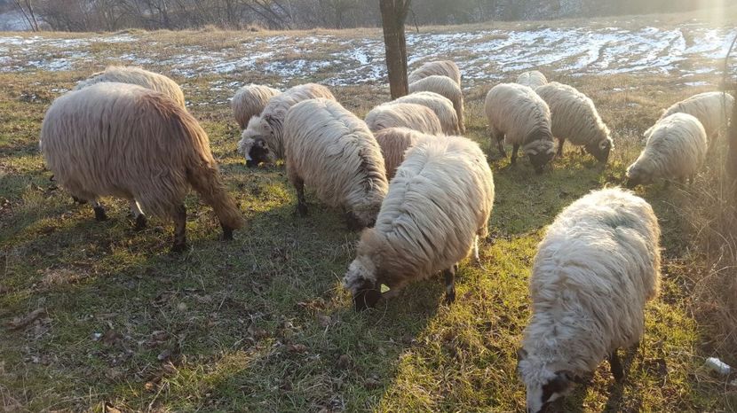 IMG-20170115-WA0063 - Oi breze