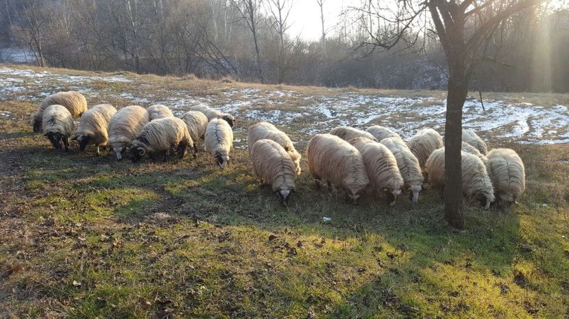 IMG-20170115-WA0065 - Oi breze