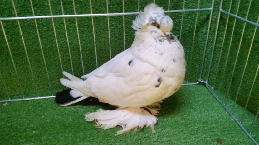 Mascul 2013 - Uriasi Maghiari 2017