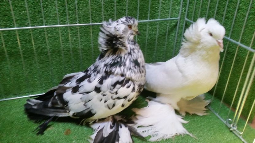  - Uriasi Maghiari 2017