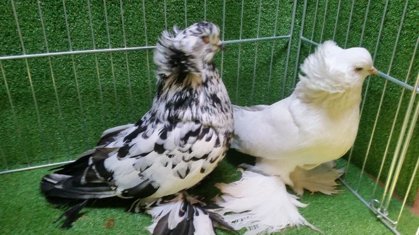  - Uriasi Maghiari 2017