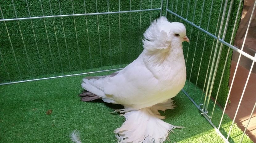  - Uriasi Maghiari 2017