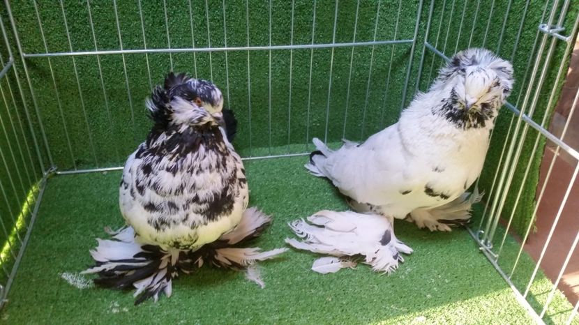 Perechea 3 - Uriasi Maghiari 2017