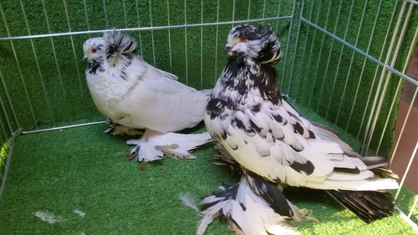  - Uriasi Maghiari 2017