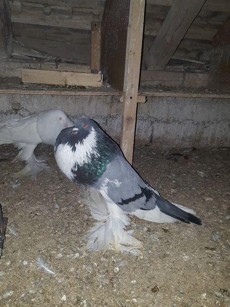  - pomerania masculi pentru 2017