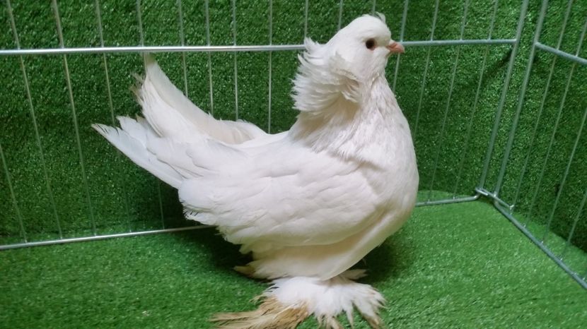  - Uriasi Maghiari 2017