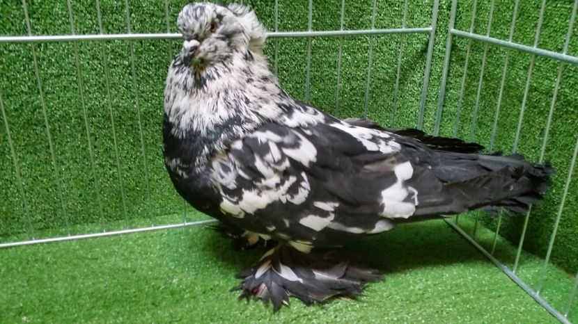 Mascul 2016 - Uriasi Maghiari 2017