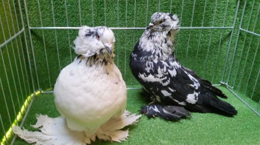  - Uriasi Maghiari 2017