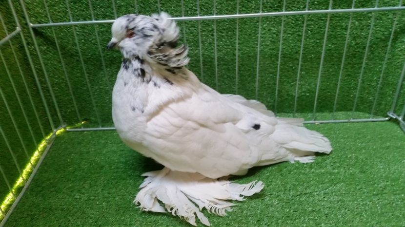  - Uriasi Maghiari 2017