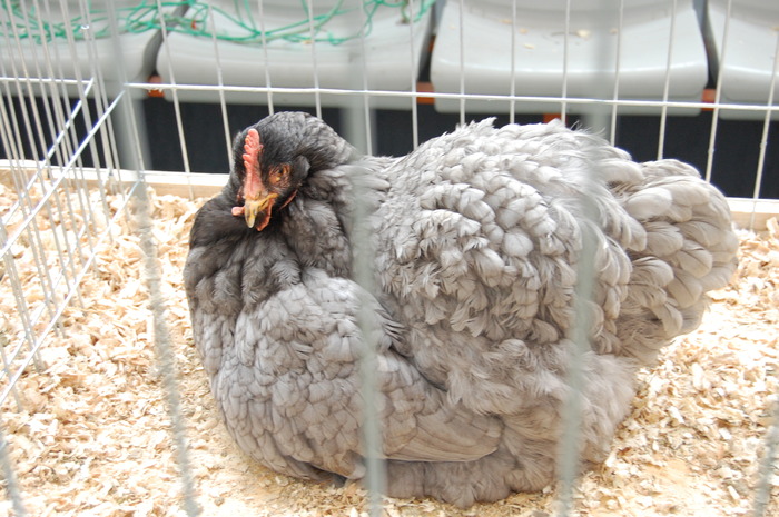  - 94 expo breaza 2010