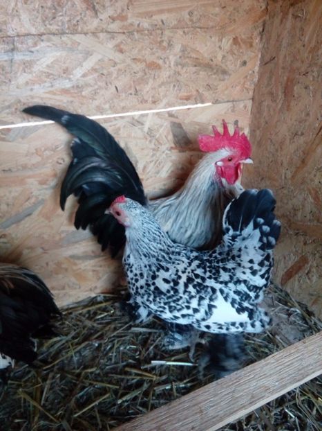  - Mii de flori alb bobat cu negru