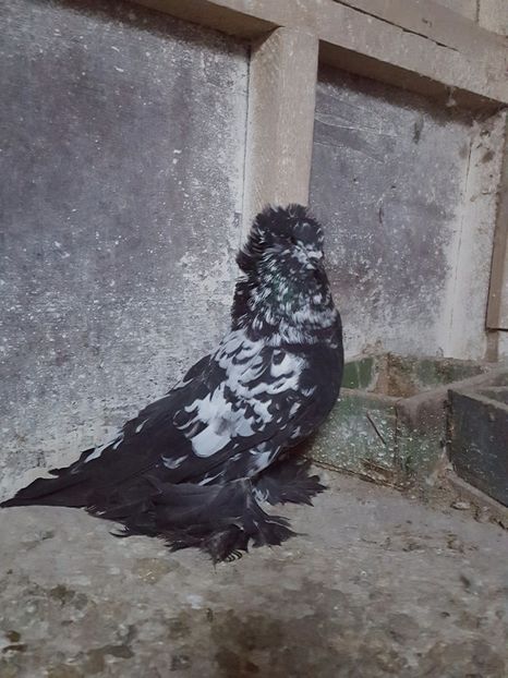  - uriasi maghiari ptr 2017