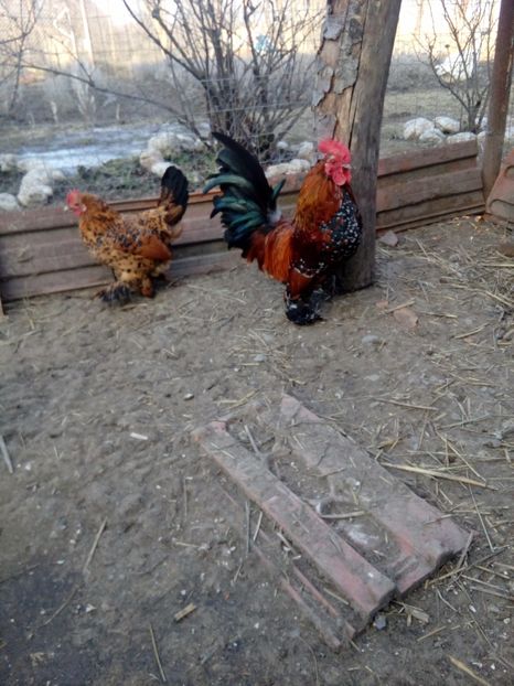  - Mii de flori portelan