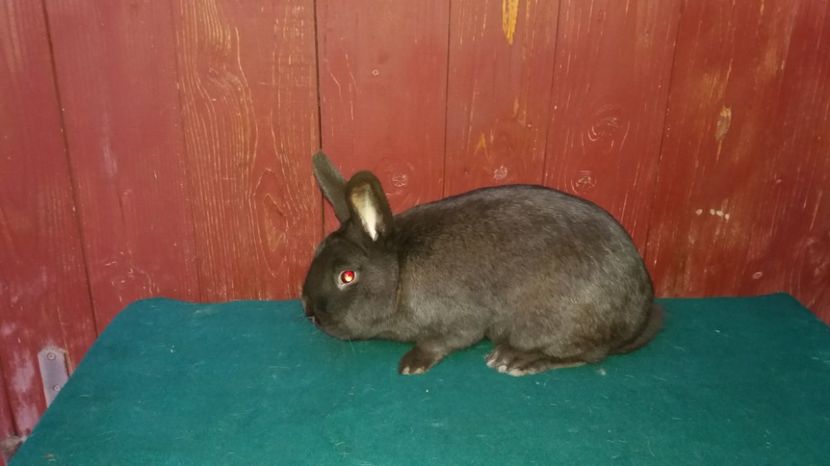 achizitie Germania - mas 1